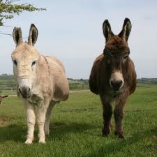 Donkeys